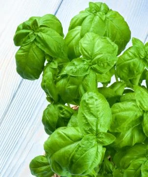 Fresh Green Basil Stock Photos