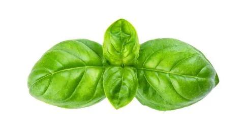 Fresh green basil Stock Photos