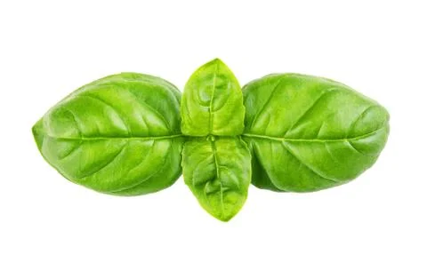 Fresh green basil Stock Photos