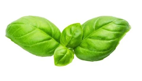 Fresh green basil Stock Photos