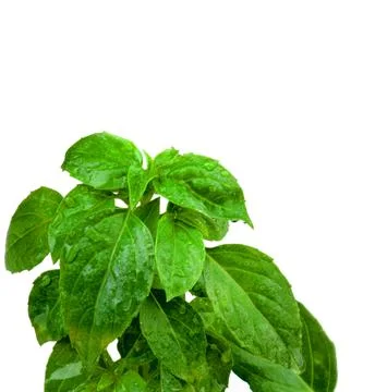 Fresh Green Basil Stock Photos