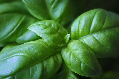 Fresh green basil Stock Photos