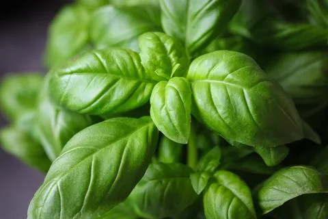 Fresh green basil Stock Photos