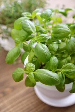 Fresh green basil Stock Photos