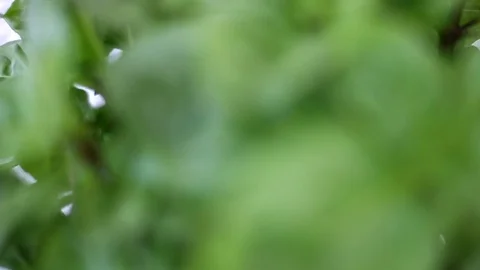 Fresh green basil plant - aromatic plant - herbal garden Video stock 109042928