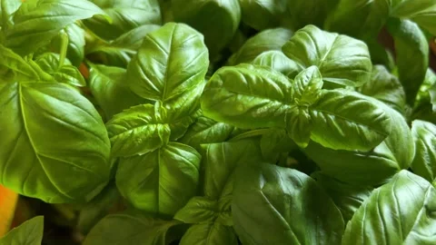 Fresh green basil plants Stock Footage 312012699