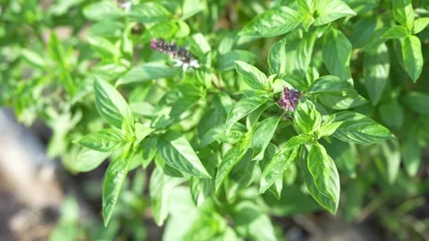 Fresh green basil plants Stock Footage 344709840
