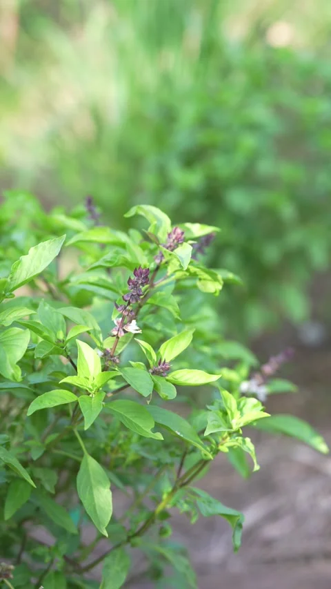 Fresh green basil plants Stock Footage 344709848