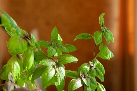 Fresh green basil in a pot grows at home, on the balcony. Green leaves Stock Photos