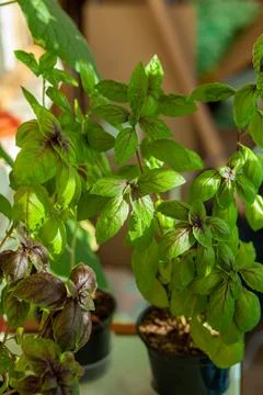 Fresh green basil in a pot grows at home, on the balcony. Green leaves Stock Photos