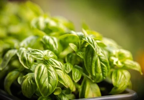 Fresh green basil on a smooth background Stock Photos