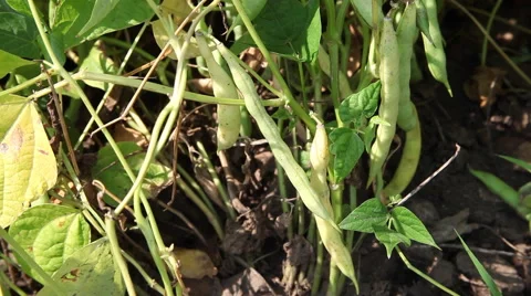 Fresh green bean in vegetable garden, harvest time, pods, tilt up Stock Footage 40633355