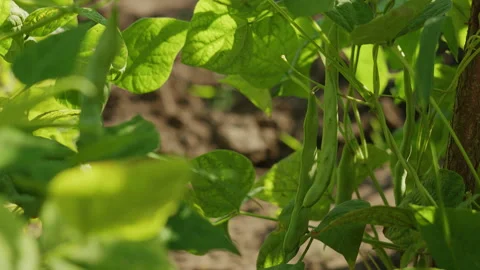 Fresh Green Beans Growing on Vine in Organic Garden Farm Agriculture 스톡 동영상 342389970