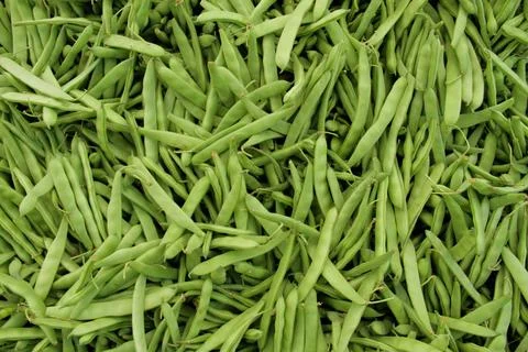 Fresh green beans Stock Photos