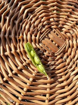 Fresh green beans in the shell Stock Photos