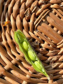 Fresh green beans in the shell Stock Photos