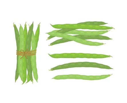 Fresh green beans vegetables. Vector illustration isolated Illustrazione stock