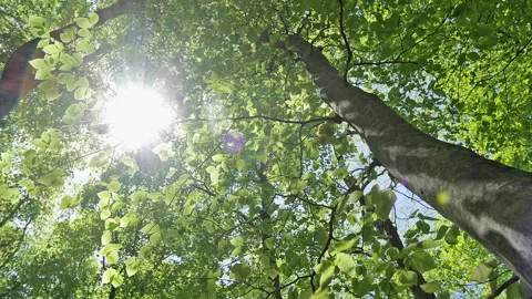 Fresh Green Beech Forest and Sunlight Filtering Through the Leaves Video stock 327547820