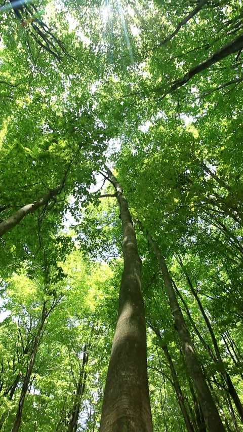 Fresh Green Beech Forest and Sunlight Filtering Through the Trees Stock-Footage 330202366