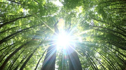 Fresh Green Beech Forest and Sunlight Filtering Through the Trees 스톡 동영상 330202831