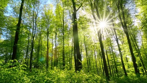 Fresh green beech forest beautifully illuminated by warm rays of the spring sun Stock Footage 87223390