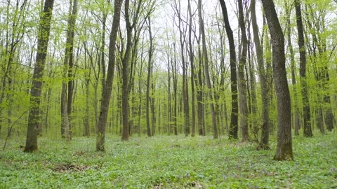 Fresh green beech forest beautifully illuminated by warm rays of the spring su Stock Footage 237511372