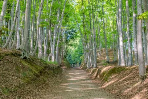 Fresh green beech forest (Bijinbayashi Forest),Tokamachi City, Niigata, Japan Stock Photos