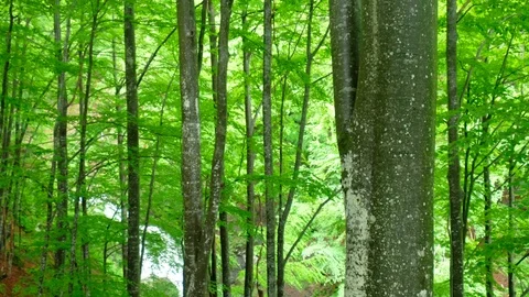 Fresh green beech forest 库存影片 90168090