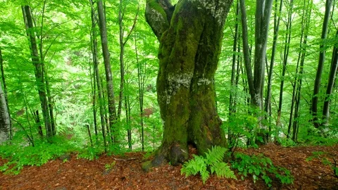 Fresh green beech forest Stockbeeldmateriaal 90168282