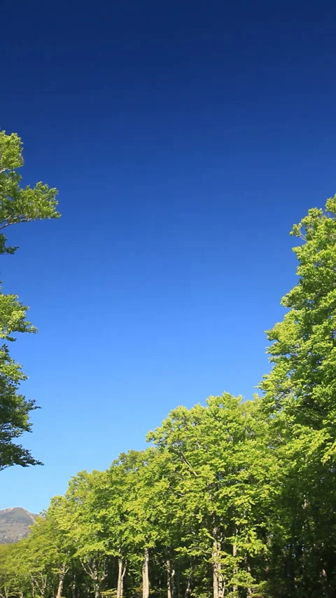 Fresh Green Beech Forest Vídeo Stock 330204455