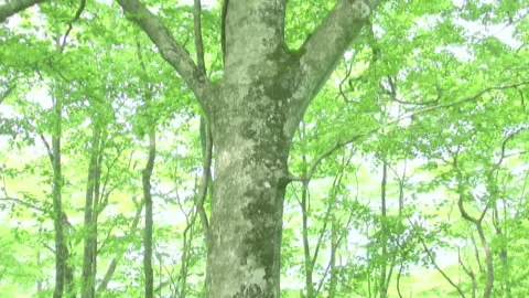Fresh Green Beech Forest 動画素材 332374928