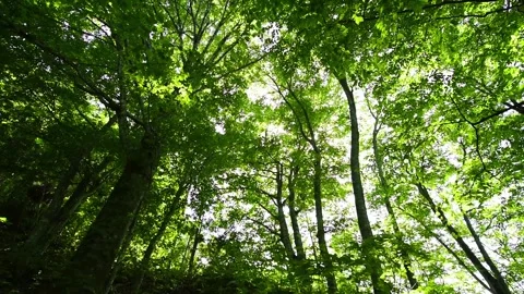 Fresh Green Beech Forest 库存影片 332817550