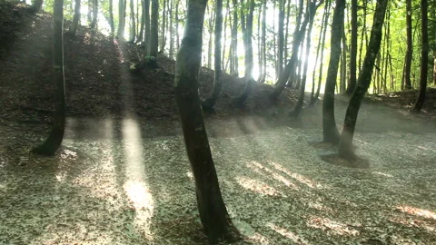 Fresh Green Beech Forest of Late Snow: Morning Mist and Morning Sunlight 스톡 동영상 330204197