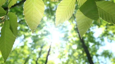 Fresh Green Beech Forest: Young Beech Leaves Swaying in the Wind and Dappled 스톡 동영상 330201332