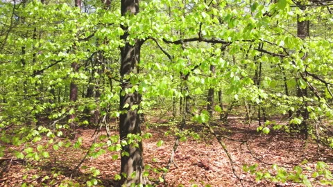 Fresh green beech leaves in a spring forest Stock Footage 209150410
