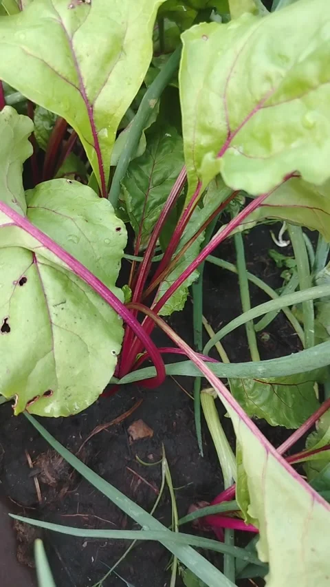 Fresh green beet leaves with red stems growing in garden bed, close-up view of Stock Footage 340558706