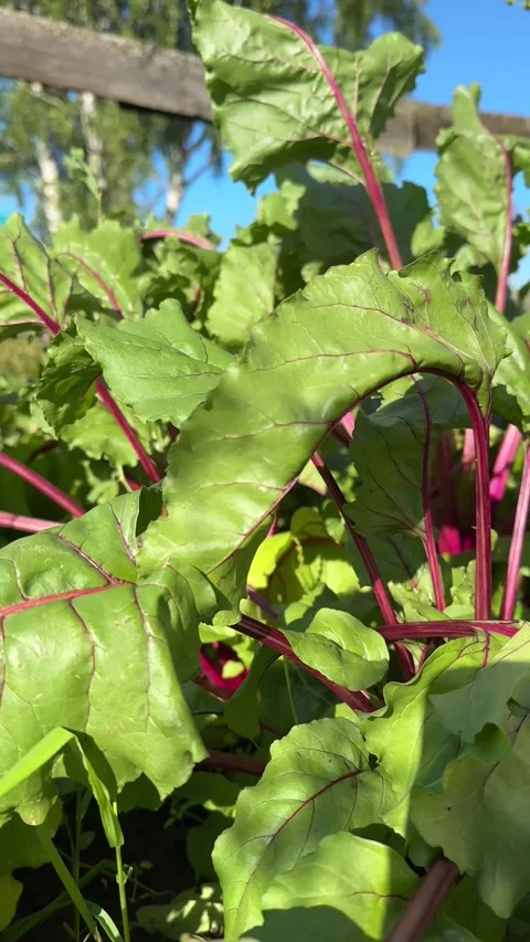 Fresh green beetroot leaves with vibrant red stems growing in the garden bed Stock Footage 342793160