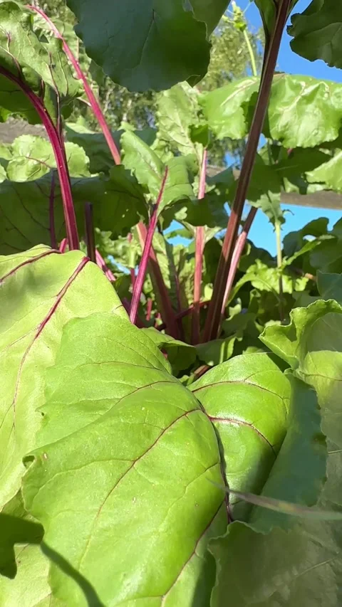 Fresh green beetroot leaves with vibrant red stems growing in the garden bed Vídeo Stock 342793161