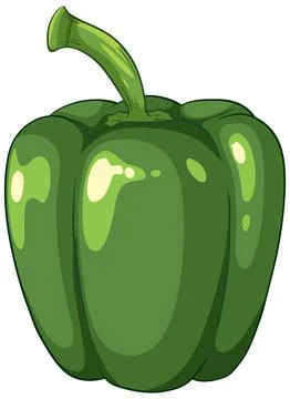 Fresh Green Bell Pepper Vector Illustration on White Background Stock Illustration
