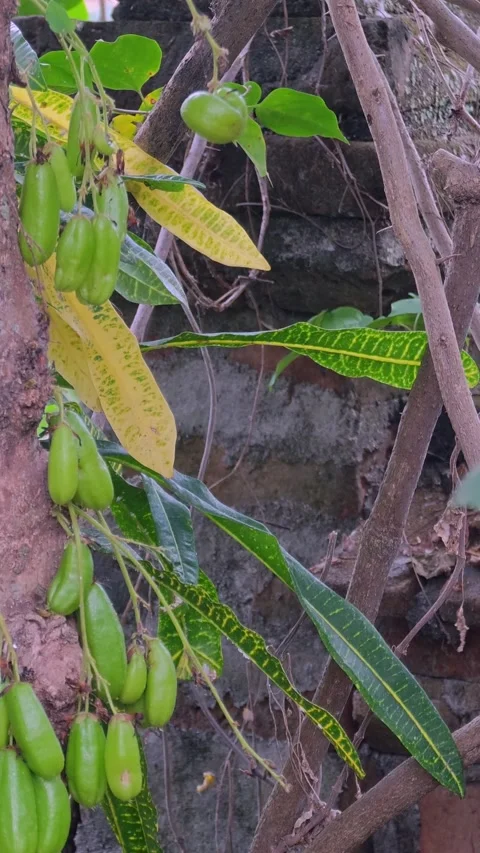 Fresh green bilimbi fruit growing on a tree trunk Stock Footage 346945912