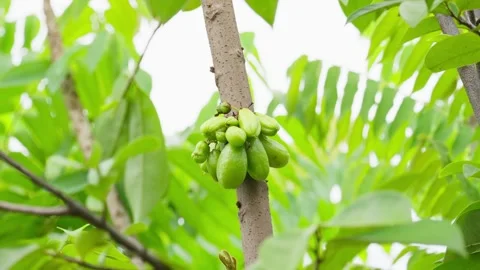 Fresh Green Bilimbi Hanging on Tree in Tropical Garden Stock Footage 272909596