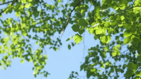 Fresh green birch branches with sunlight filtering through leaves Stock Footage 341997025