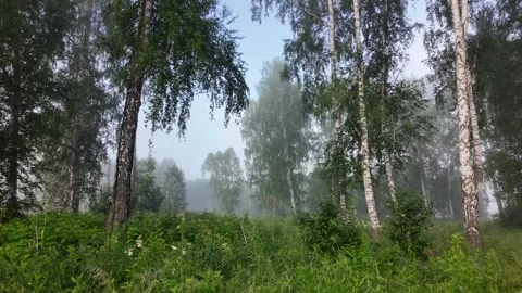 Fresh green birch forest in soft morning mist, peaceful nature background Stock Footage 343724508