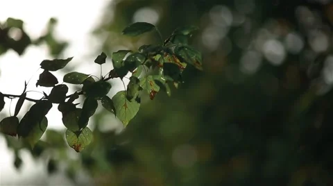 Fresh green birch leaves. Camera slowly moving down. Stock Footage 62529397
