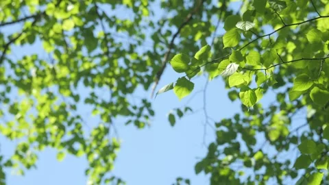Fresh green birch tree canopy above against bright blue sky Stock Footage 340940672
