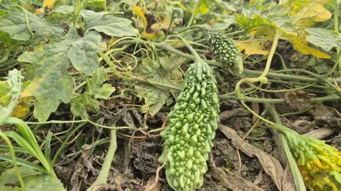 Fresh Green Bitter Gourd Hanging On Vine With Distinct Skin Texture Stock Footage 338043014