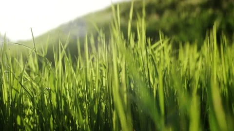 Fresh Green Blades of Grass Glowing in Warm Backlight, Spring Meadow, Macro Shot Video stock 341301751