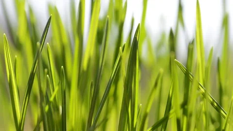 Fresh green blades of grass in the wind. Stock Footage 73597493