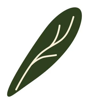 Fresh green bok choy leaf, organic Asian vegetable, healthy green vegetables Stock Illustration