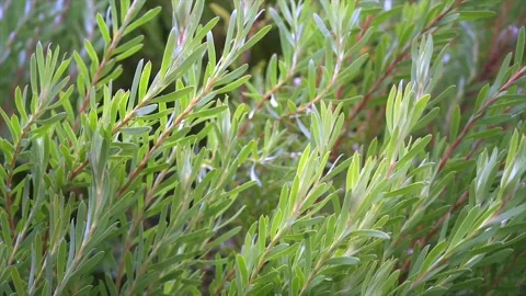 Fresh Green Brance Leaves Stock Footage 172350776